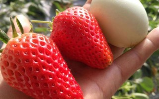 草莓视频 免费版下载安卓官方版游戏下载，草莓视频 免费版下载安卓安卓游戏下载